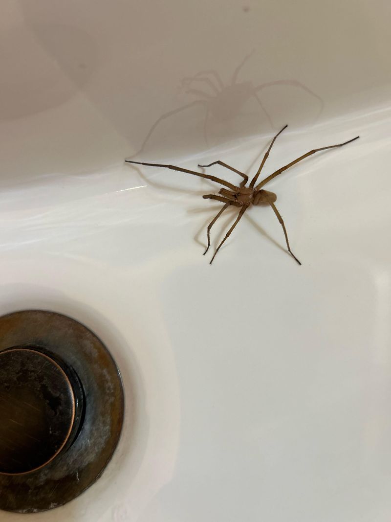 Southern House Spider