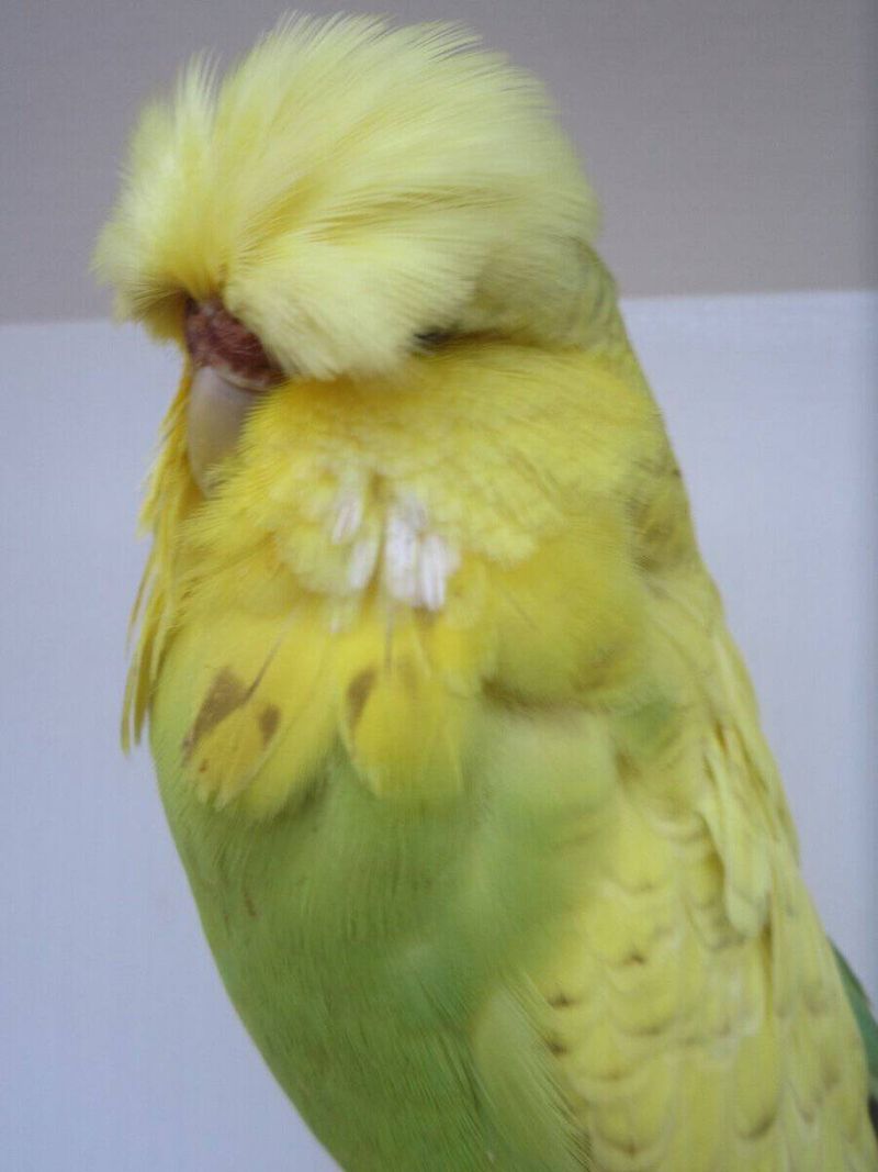 Spangle Budgerigar