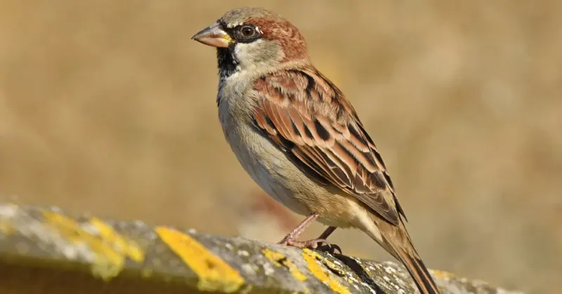 Sparrows