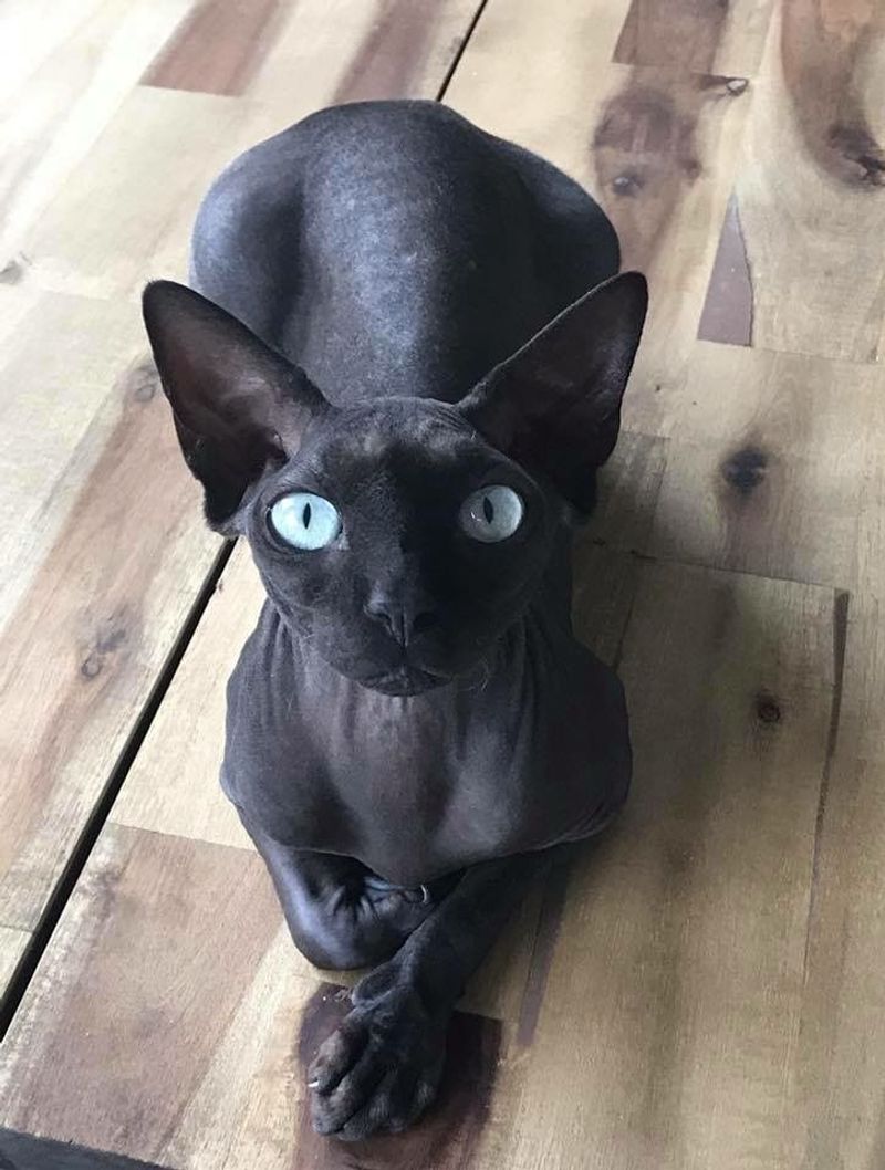 Sphynx