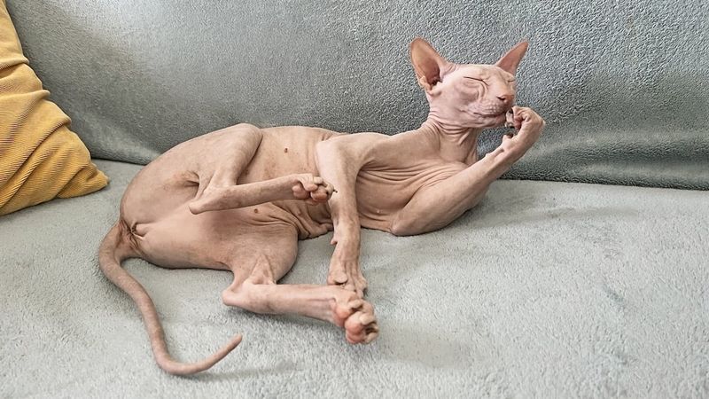 Sphynx