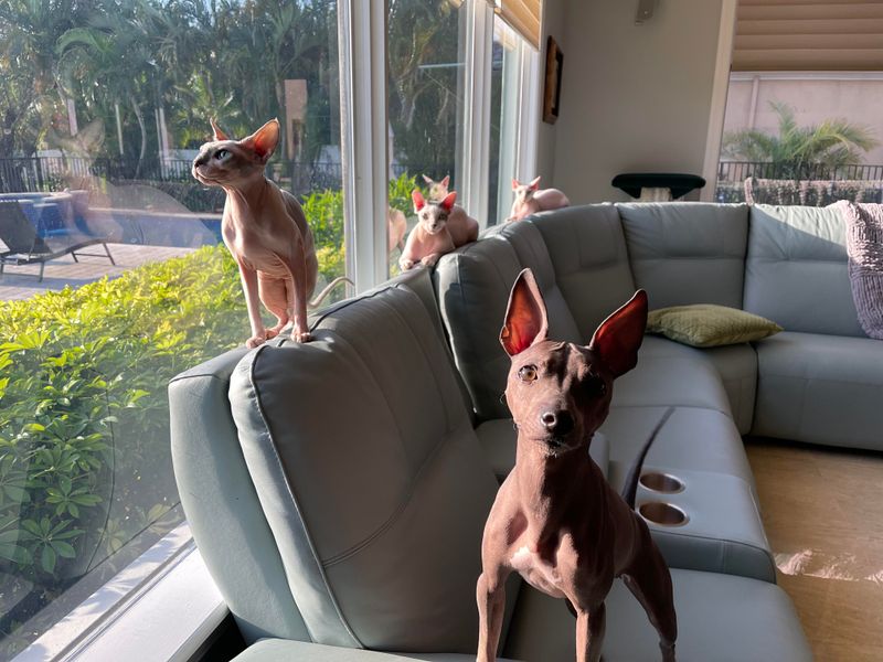 Sphynx