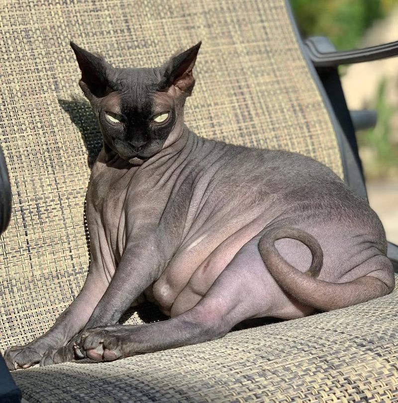 Sphynx