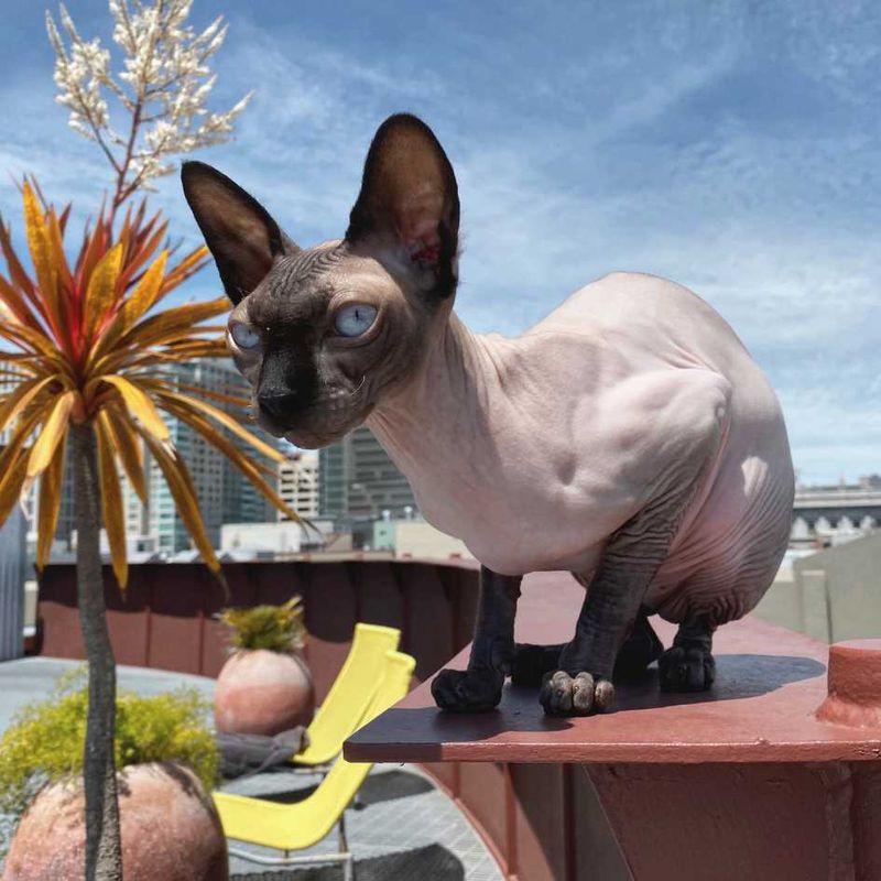 Sphynx