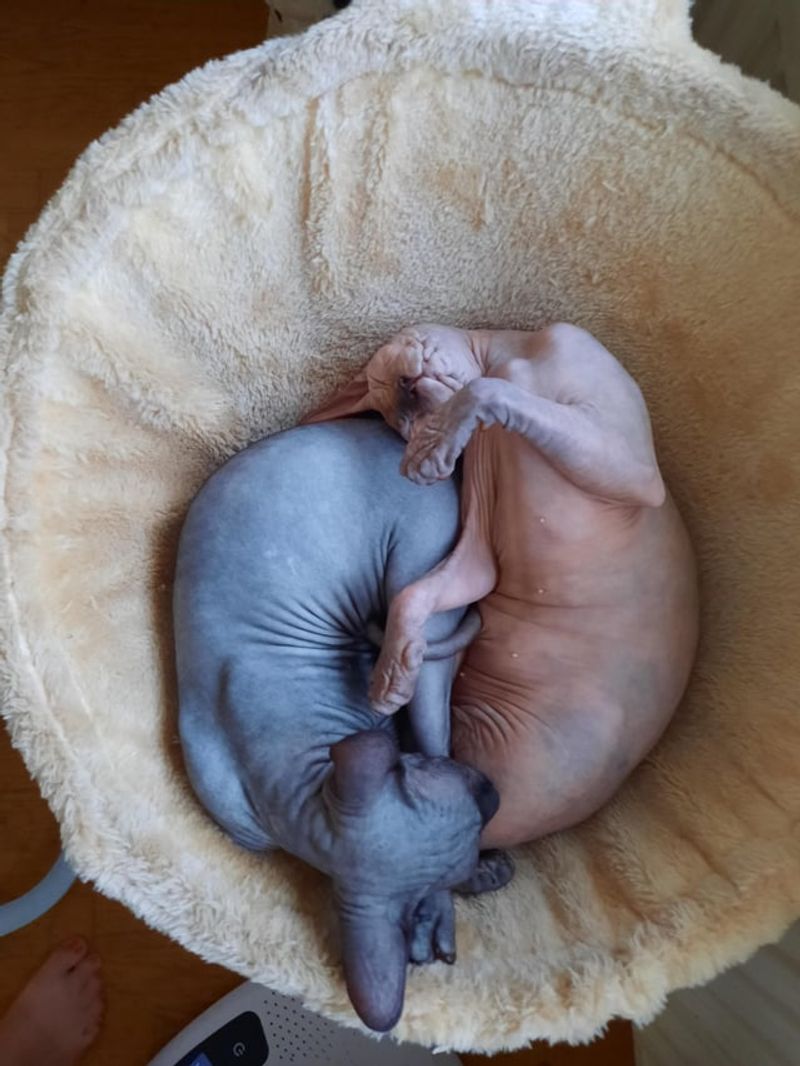 Sphynx