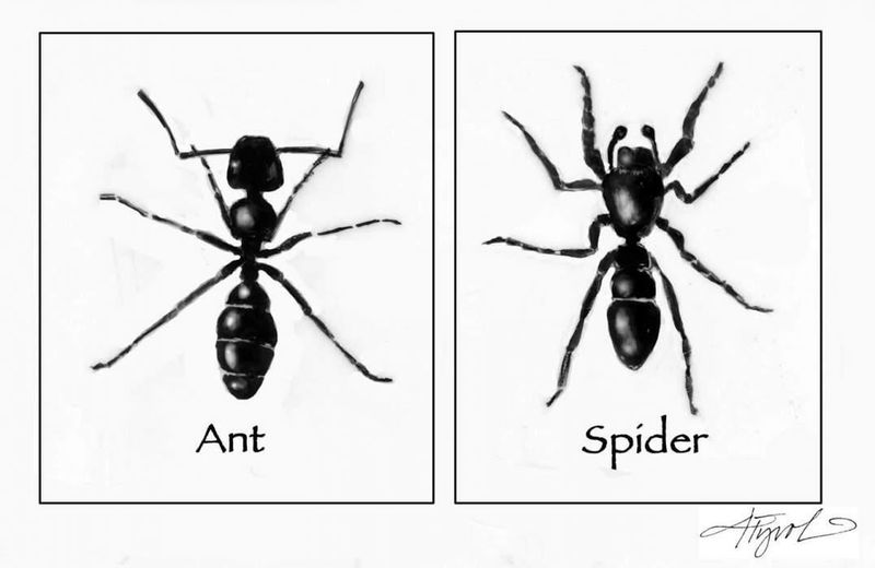 Spiders Are Insects
