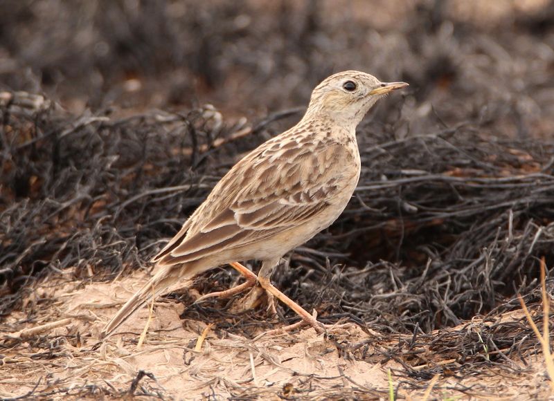 Sprague's Pipit