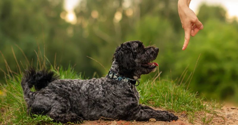 Staring Down Your Dog