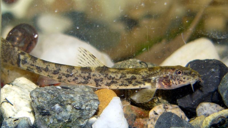 Stone Loach