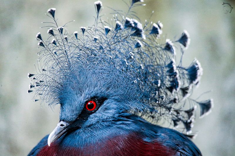 Striking Red Eyes