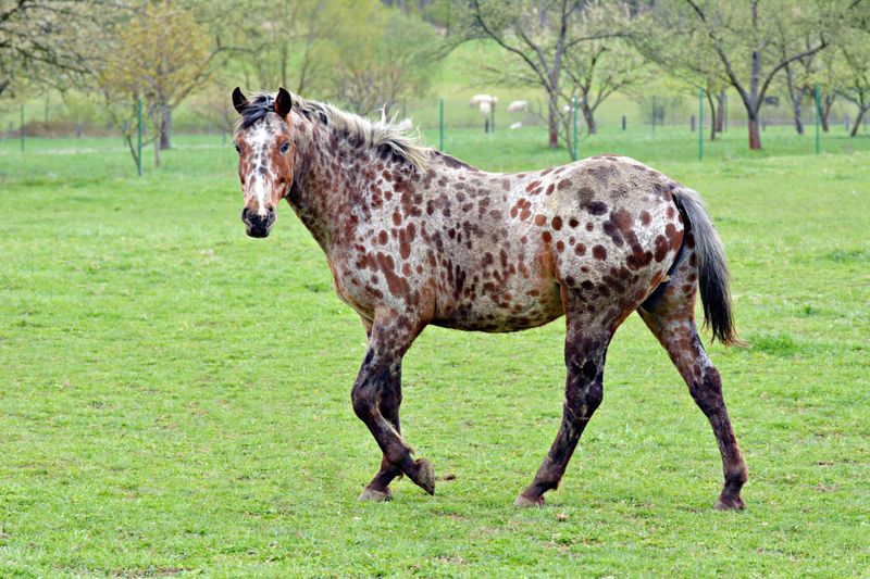 Strong Hooves