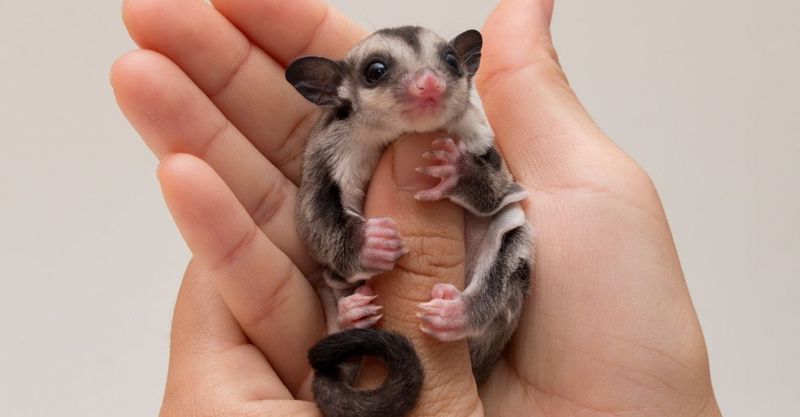 Sugar Glider