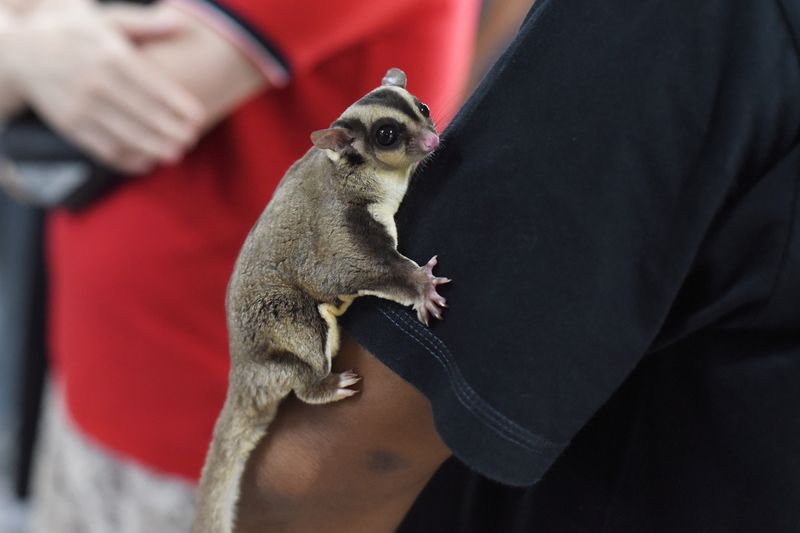 Sugar Glider