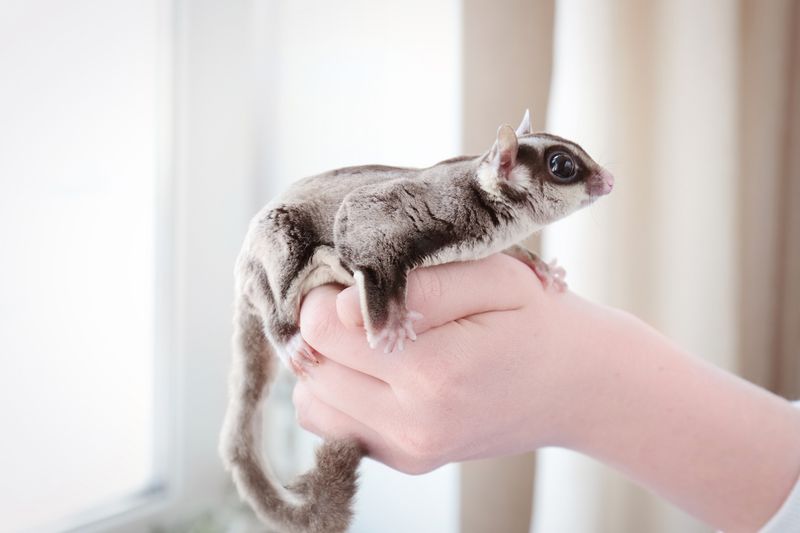 Sugar Glider