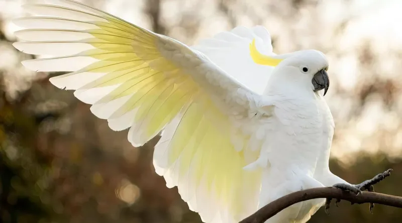 Sulphur-crested Cockatoo