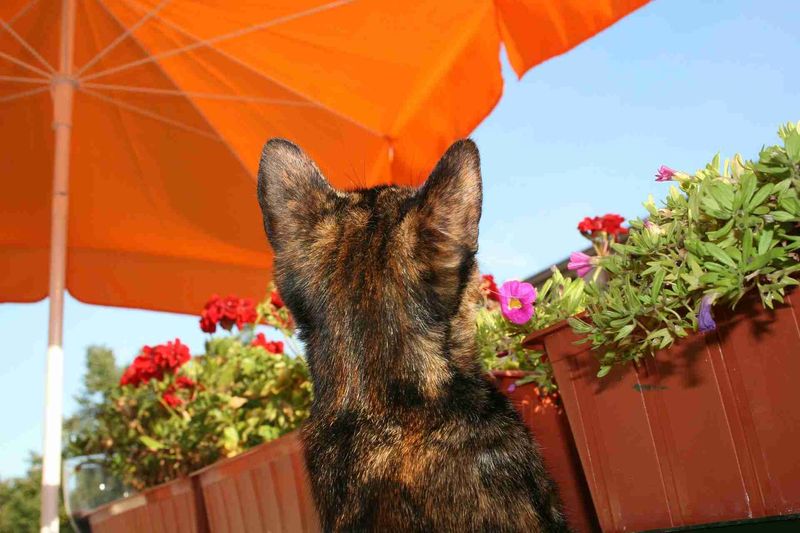 Sun Protection