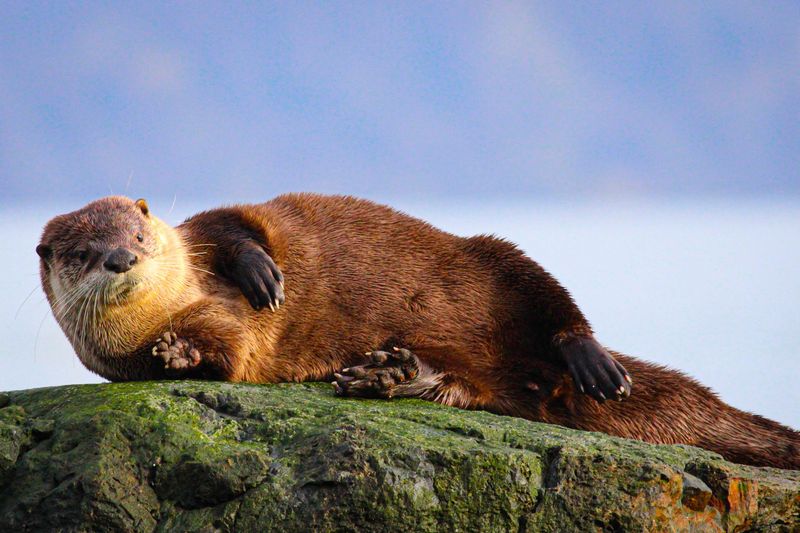 15 Things Sea Otters Do That ll Make You Love Them Even More 