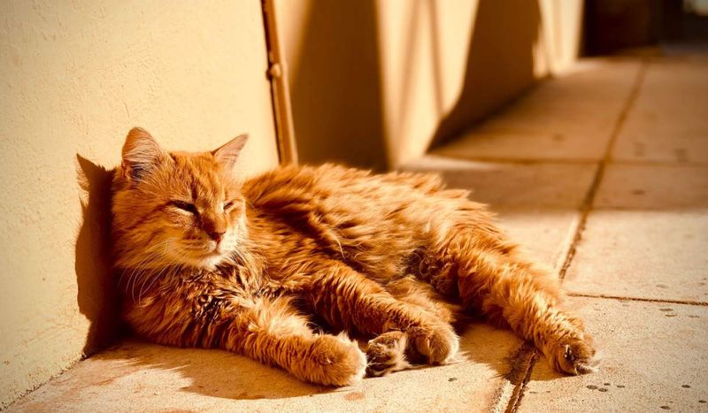 Sunbathing