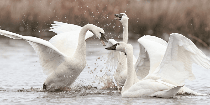Swans