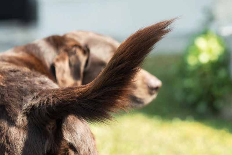 Tail Wagging to the Right