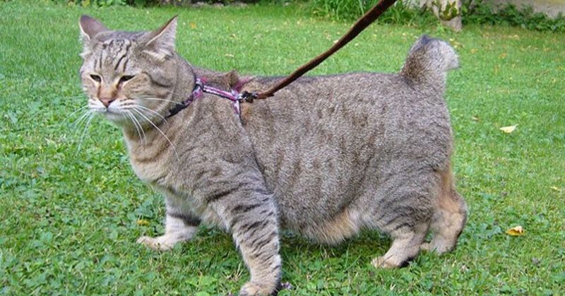 Tail of Mystery