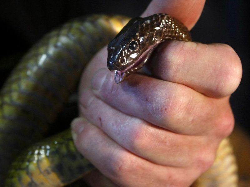 Taipan's Lethal Bite