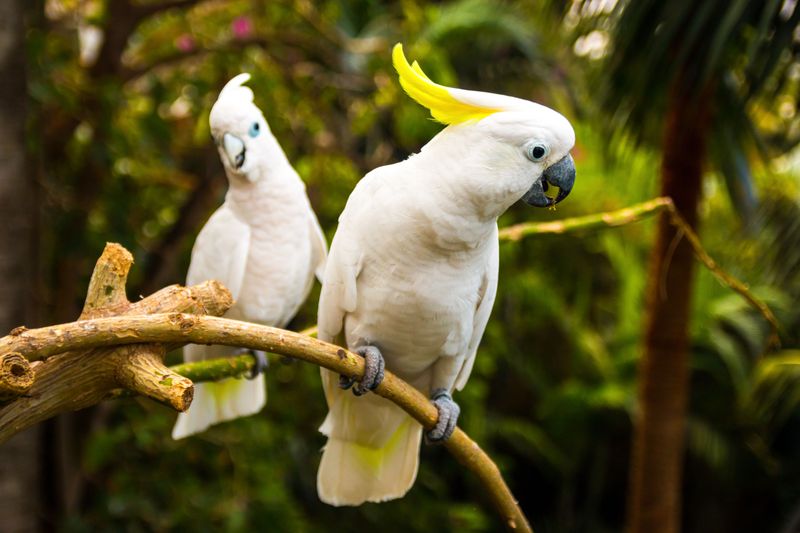 Talkative Parrots