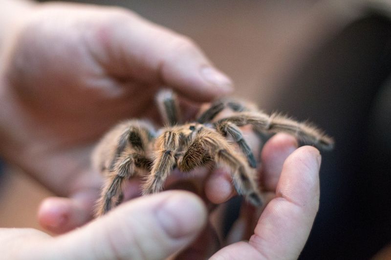 Tarantula