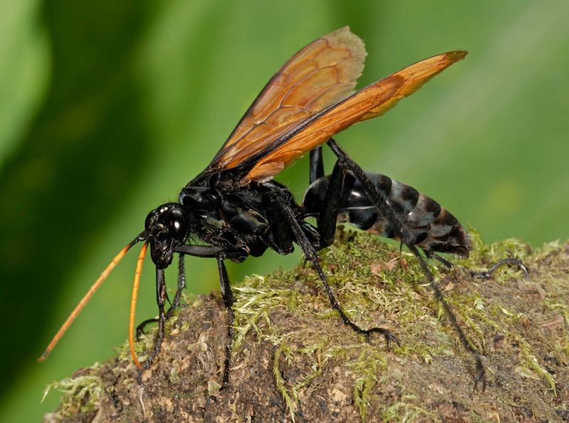 Tarantula Hawk Wasp
