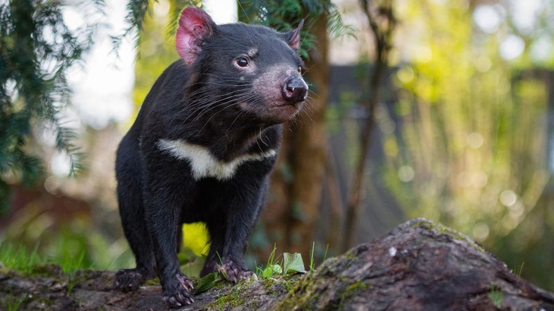 Tasmanian Devil