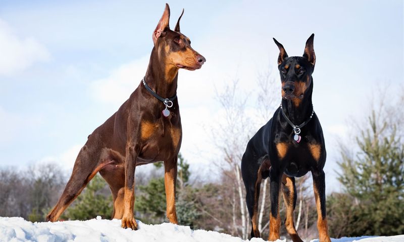 Temperament and Behavior