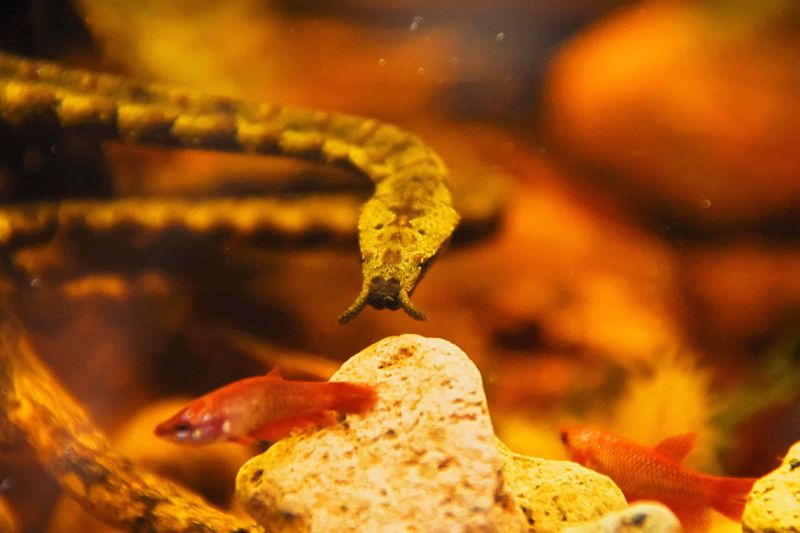 Tentacled Snake