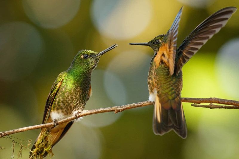 Territorial Defense of Feeding Grounds
