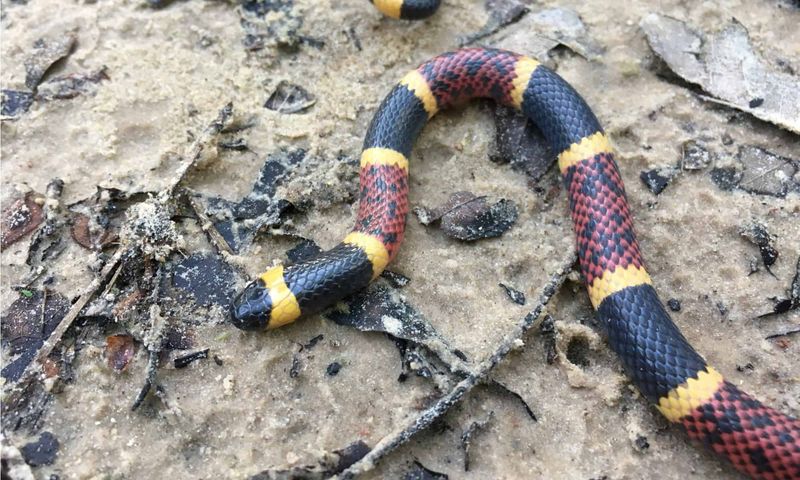 Texas Coral Snake
