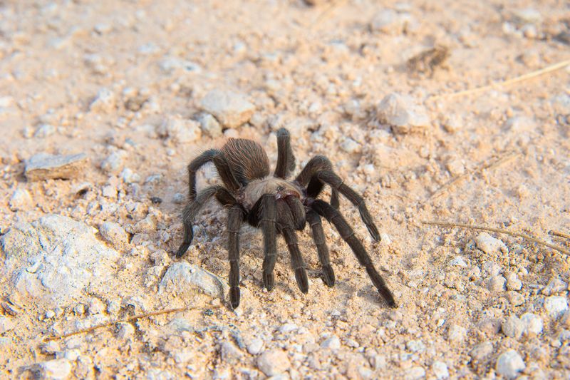 Texas Tan Tarantula