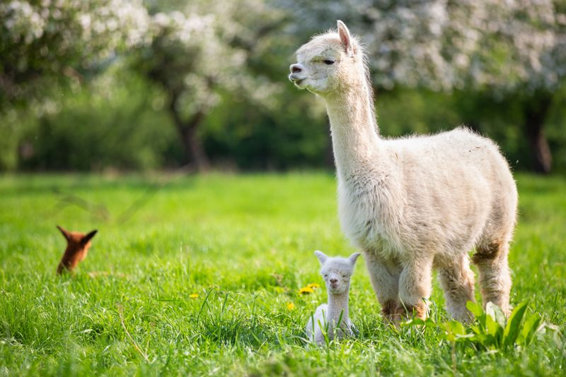 The Adorable Alpaca