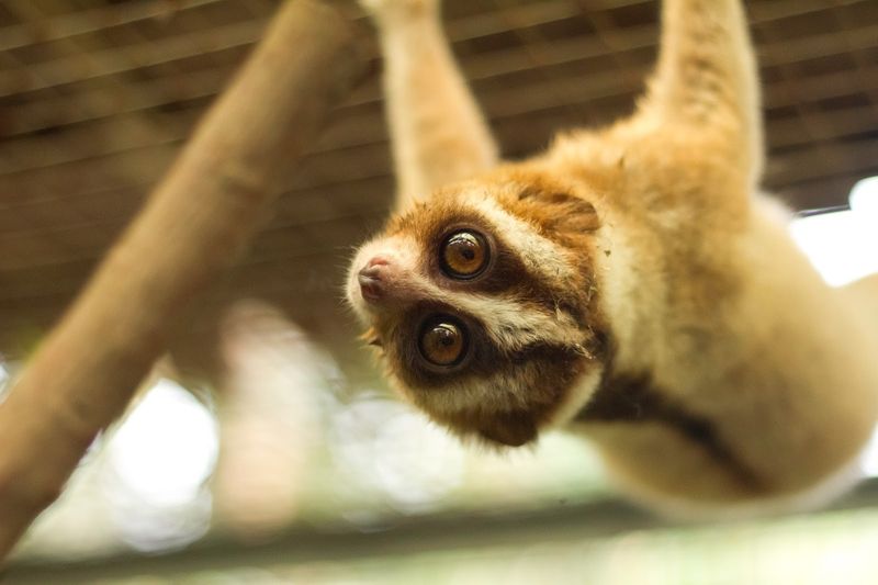 The Adorable Predator