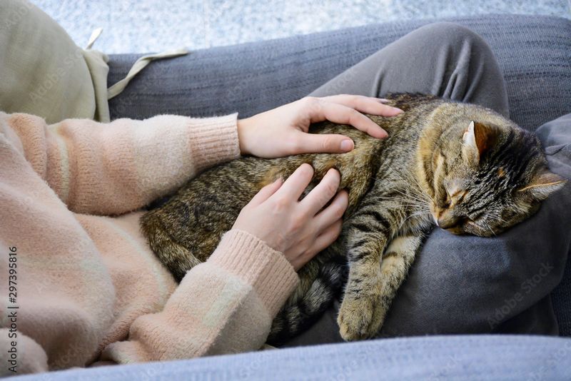 The Allure of the Purr