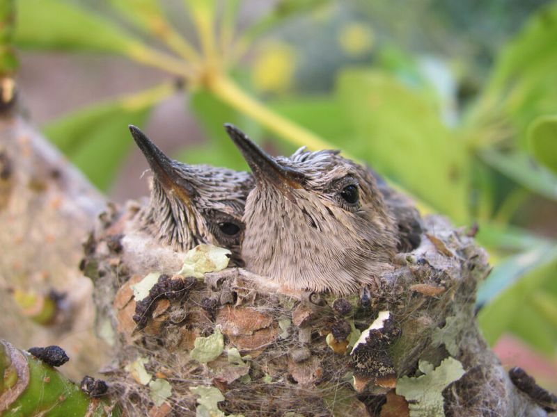 The Art of Camouflage