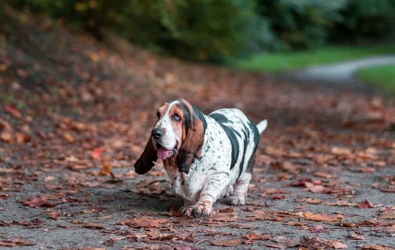 The Basset's French Origins
