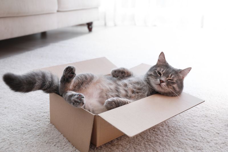 The Cardboard Box
