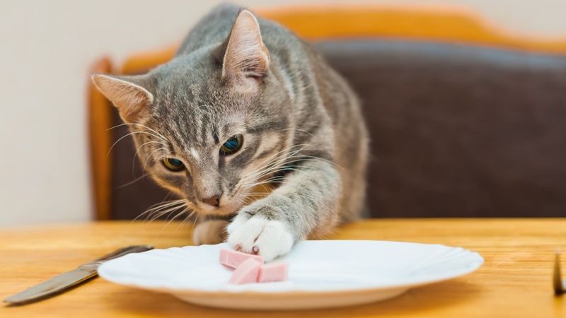 The Cheeky Food Theft