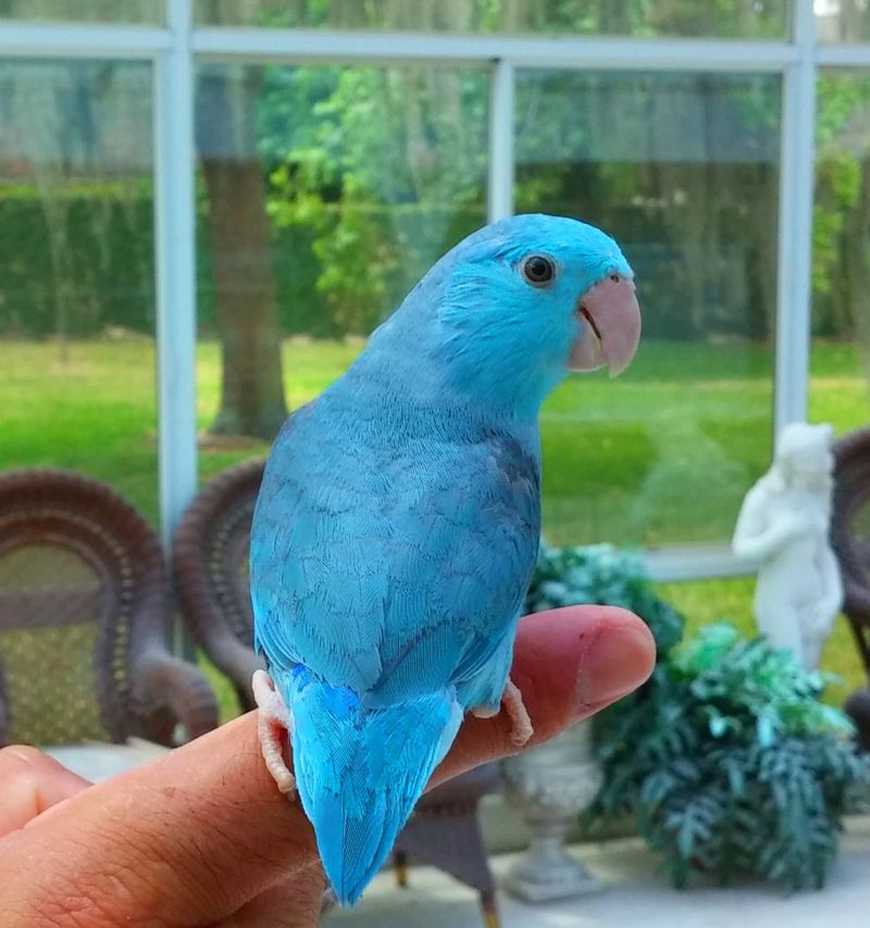 The Colorful Parrotlet