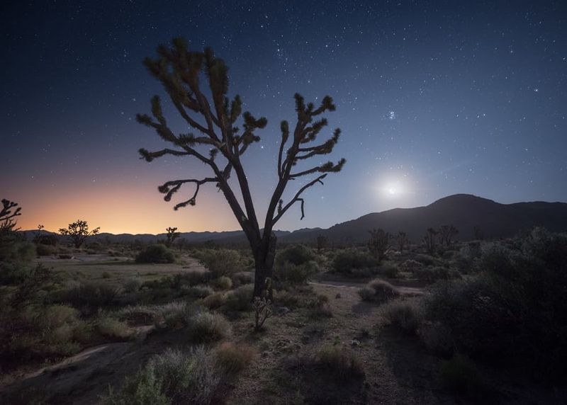 The Desert's Starry Nights