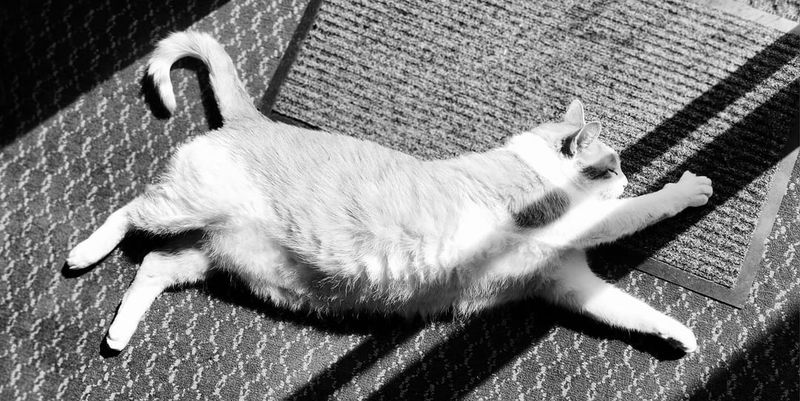 The Distracting Stretch