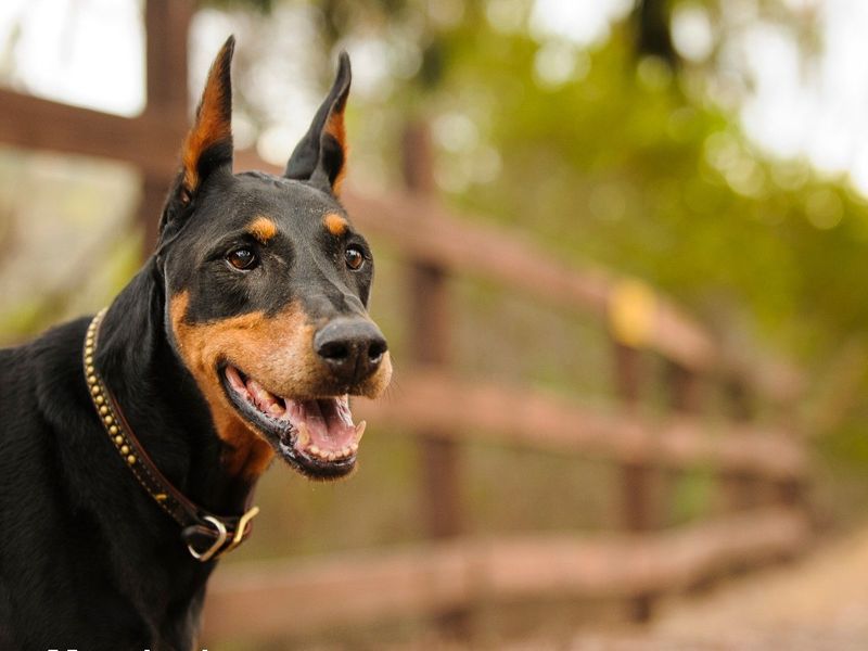 The Doberman's Vocal Range