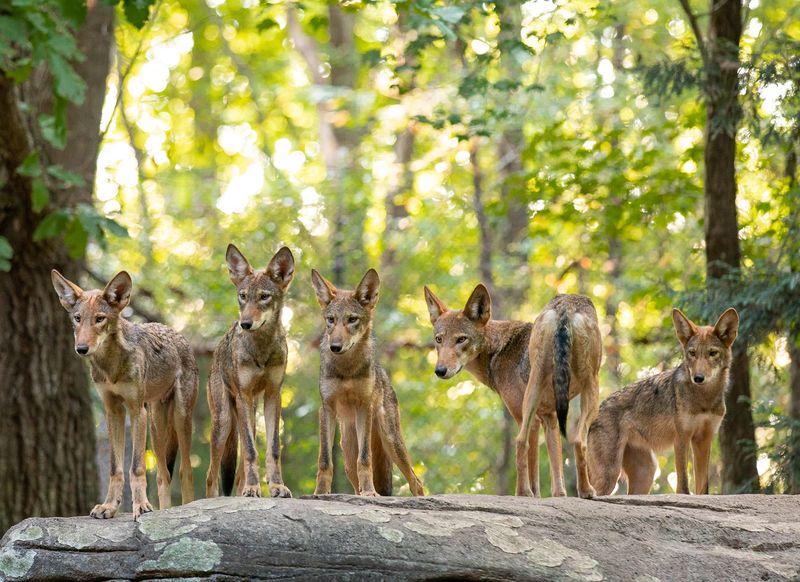 The Elusive Red Wolf Pack