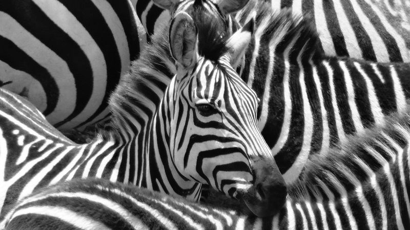 The Enigma of Stripes