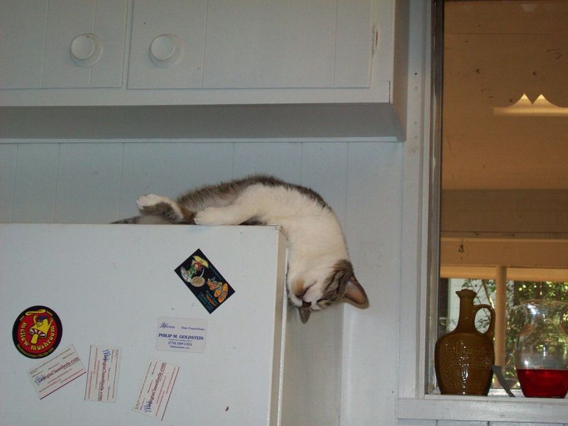 The Fridge Top Throne