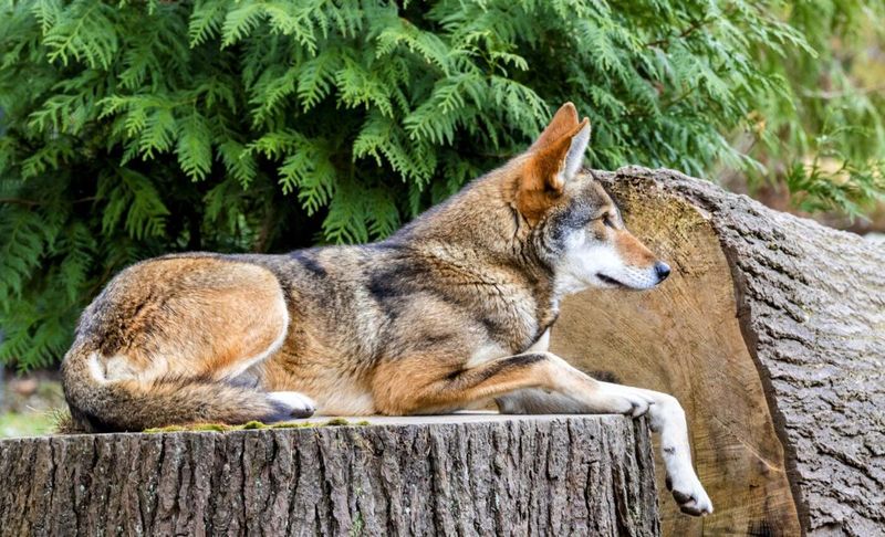 The Future of the Red Wolf